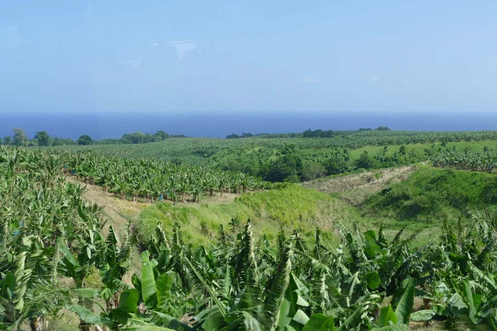 Banana plantation stretching toward the coast