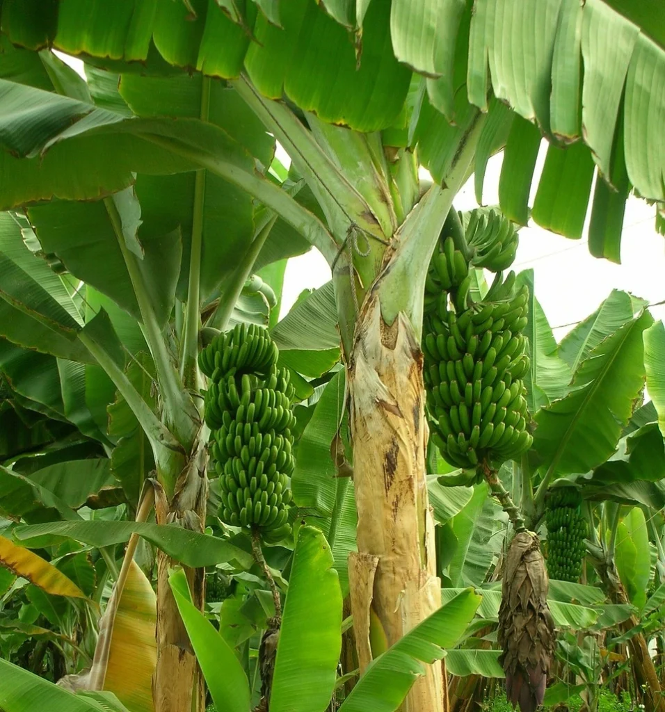 Bunches of green bananas growing on banana plants