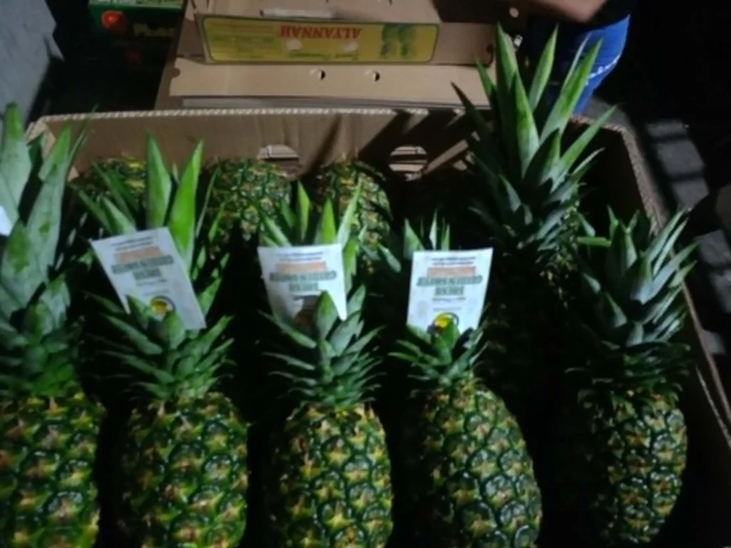 Fresh pineapples