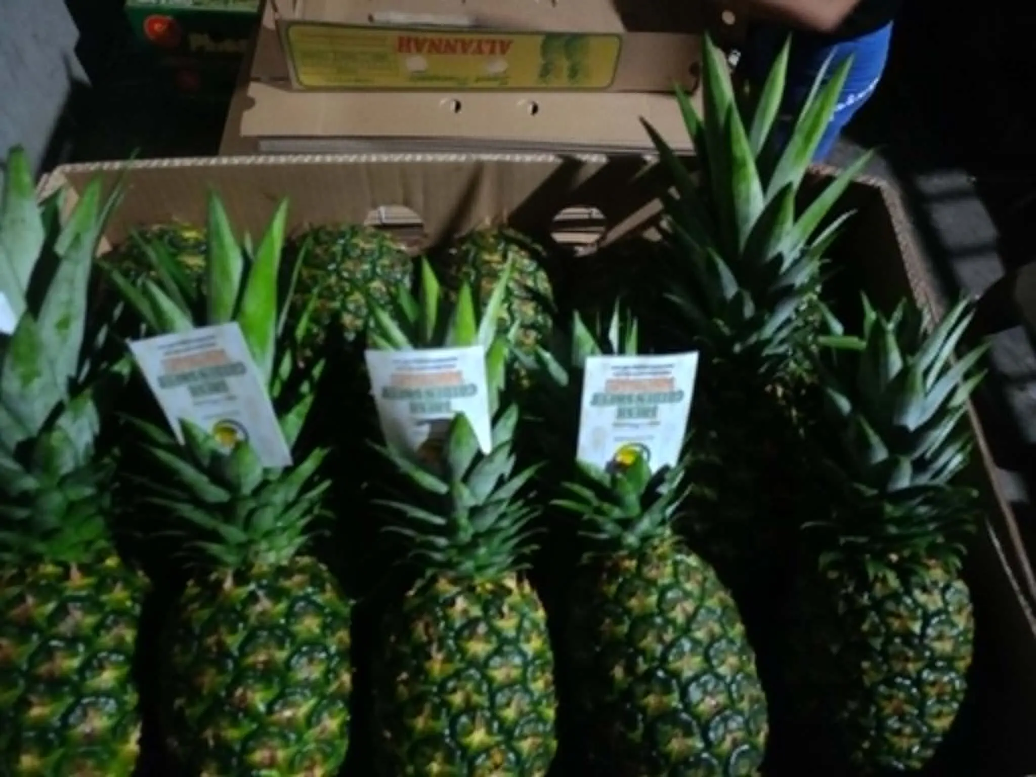 Fresh pineapples