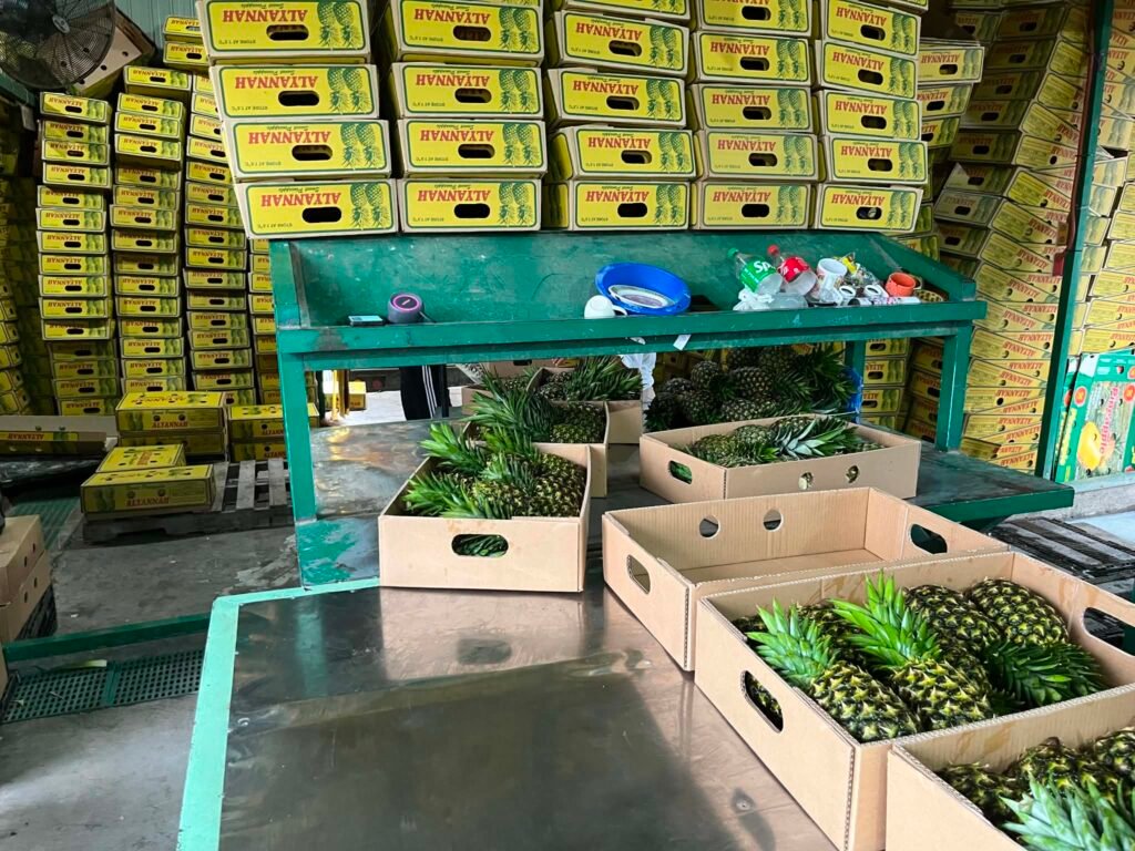 Open cartons of pineapples on a packing table beneath stacked Alyannah boxes