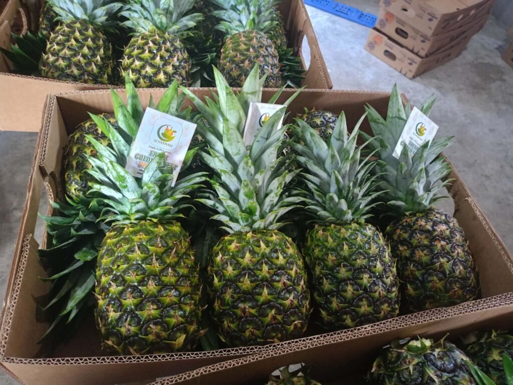 Fresh pineapples arranged in open cartons with Alyannah product labels
