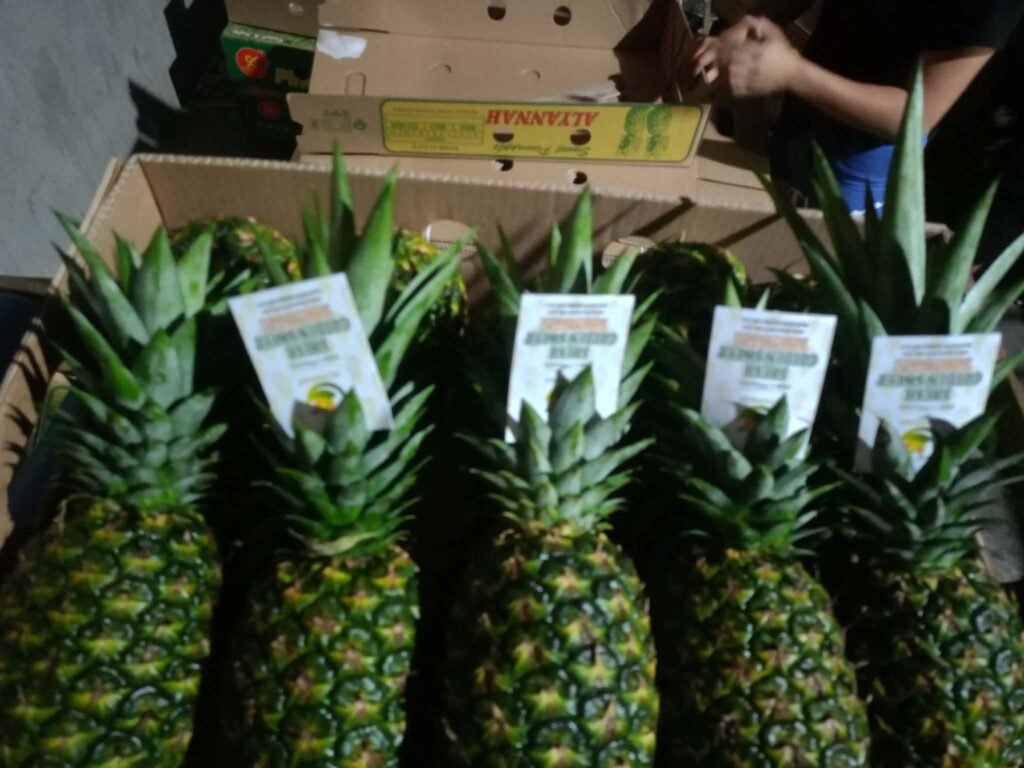 Labelled pineapples in a carton during packing