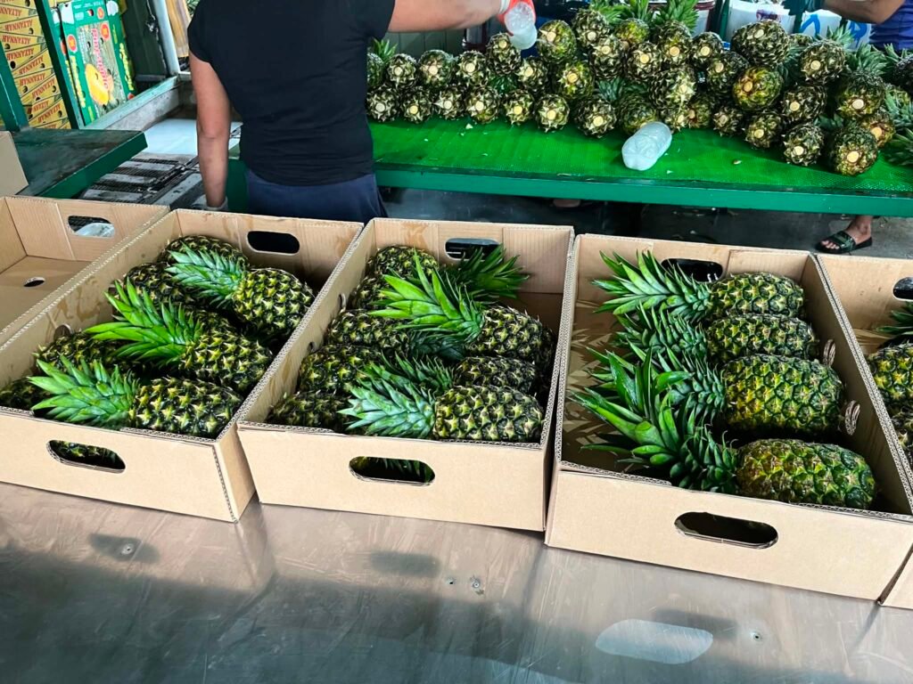 Three open pineapple cartons beside a sorting table