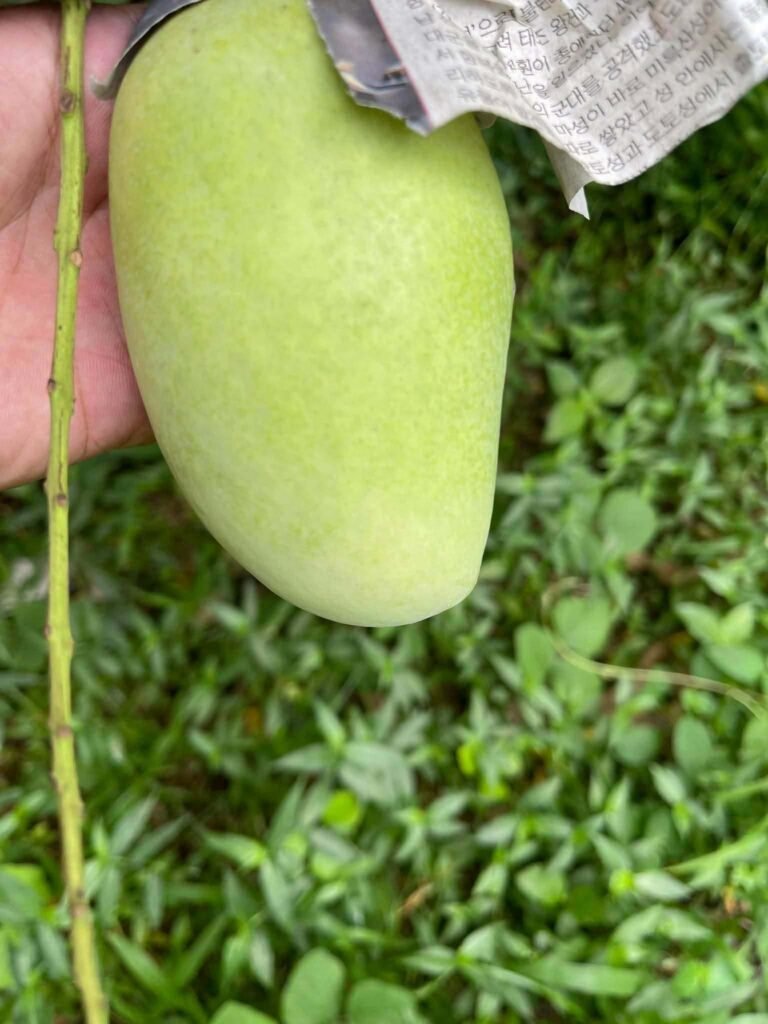 Close-up of a green mango on a tree with protective paper wrapping