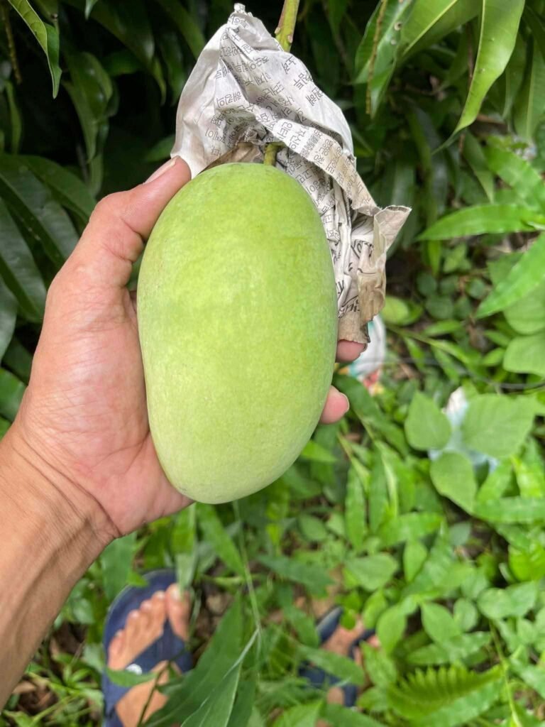 Hand holding a green mango beneath its protective paper cover