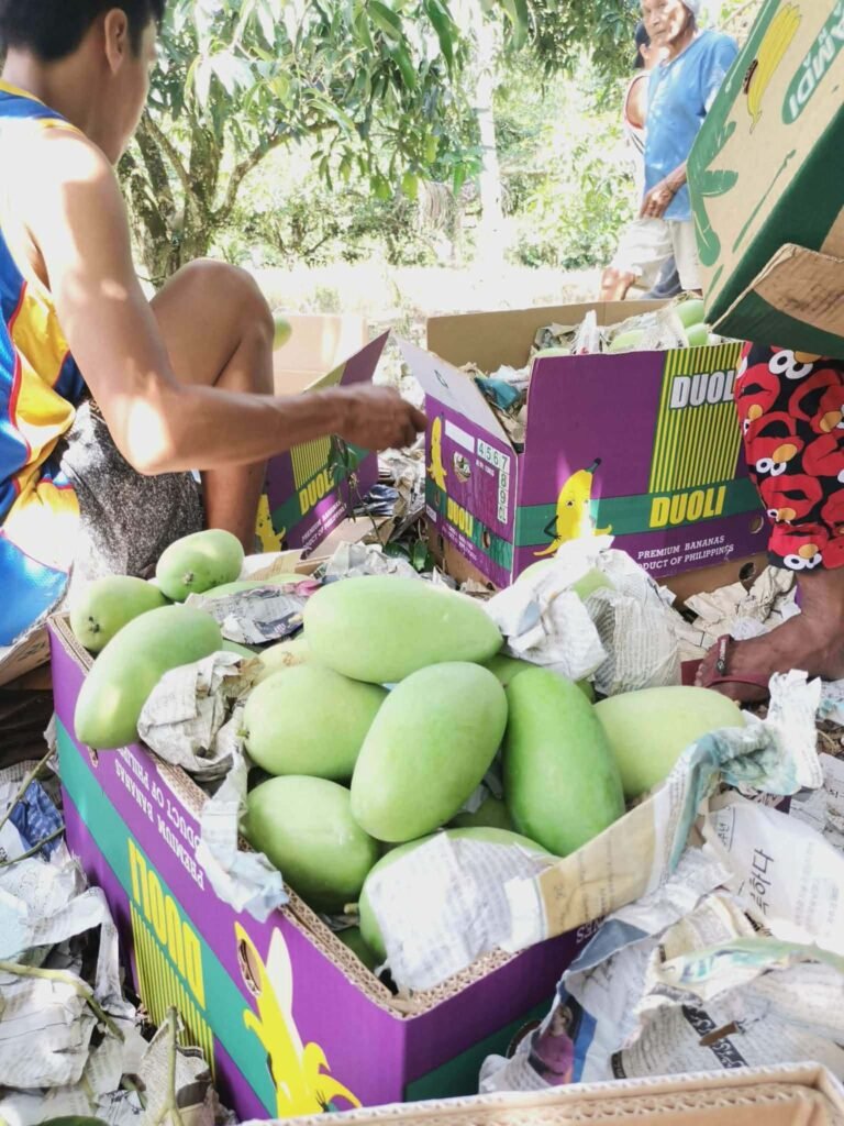 Workers packing green mangoes into paper-lined cartons outdoors