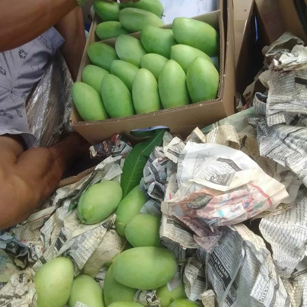 Green mangoes arranged in a carton beside protective packing paper