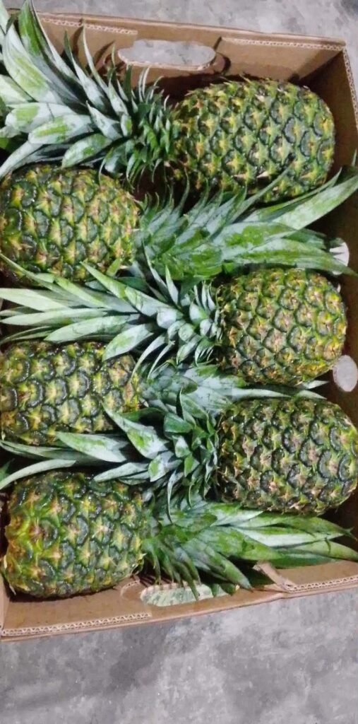 Overhead view of fresh pineapples packed in a cardboard carton
