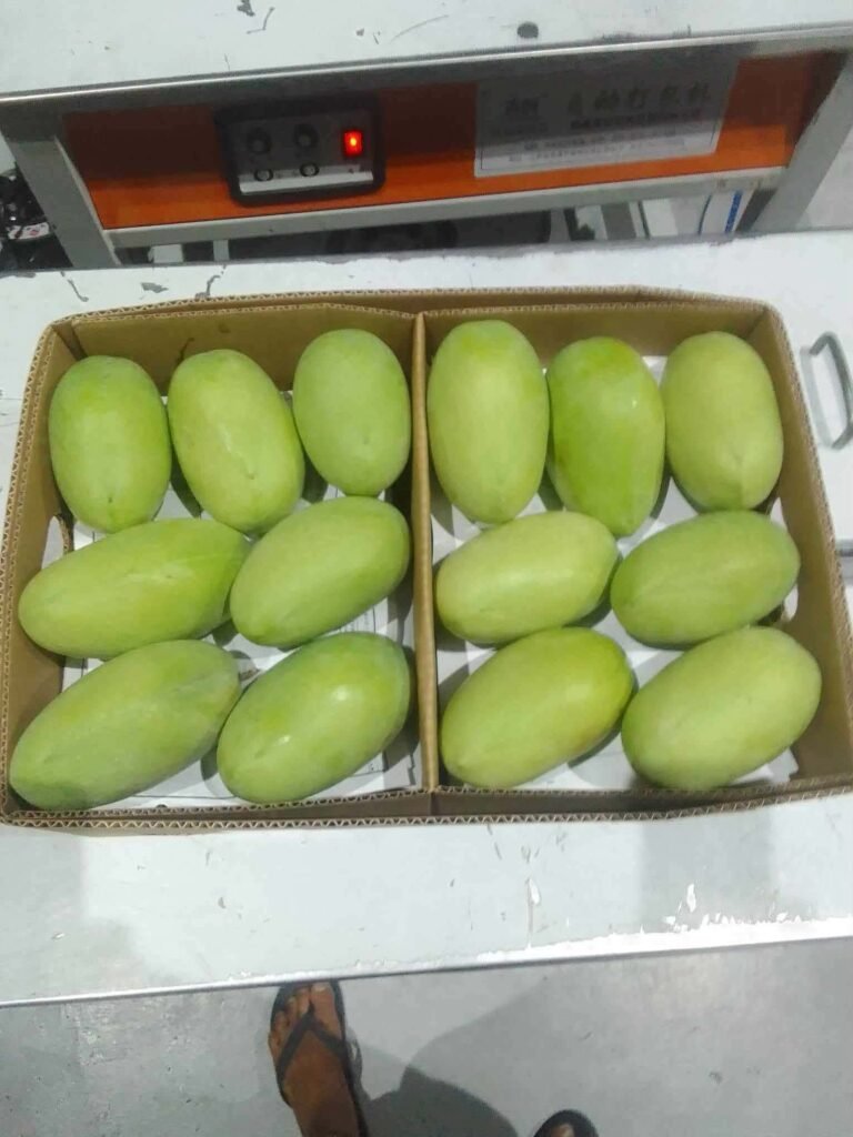 Green mangoes arranged in two compartments of an open carton