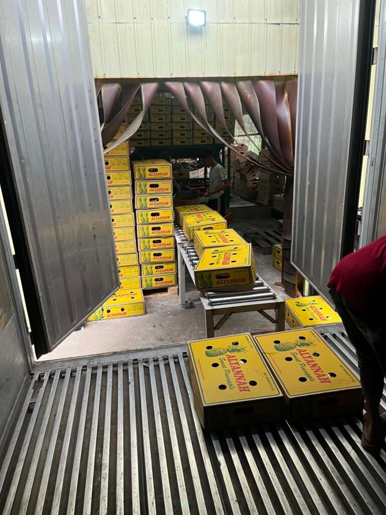 Alyannah pineapple cartons moving along rollers at the packing area
