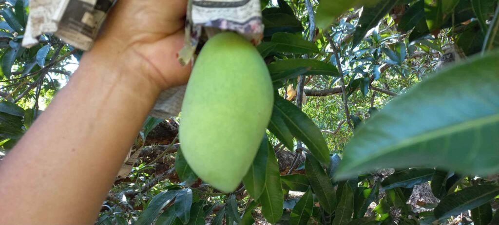 Hand showing a green mango growing among orchard leaves