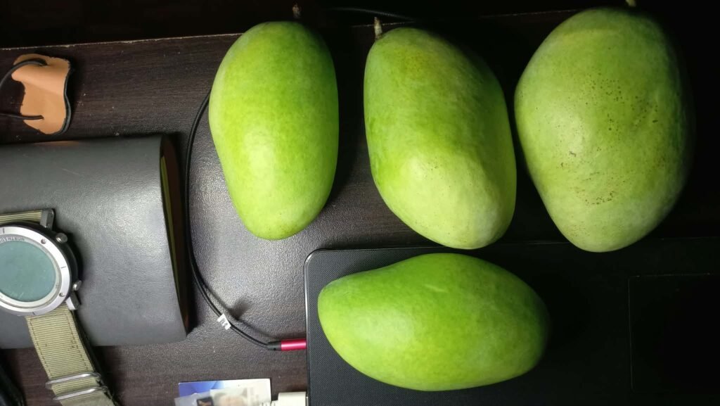 Four green mangoes displayed on a dark surface