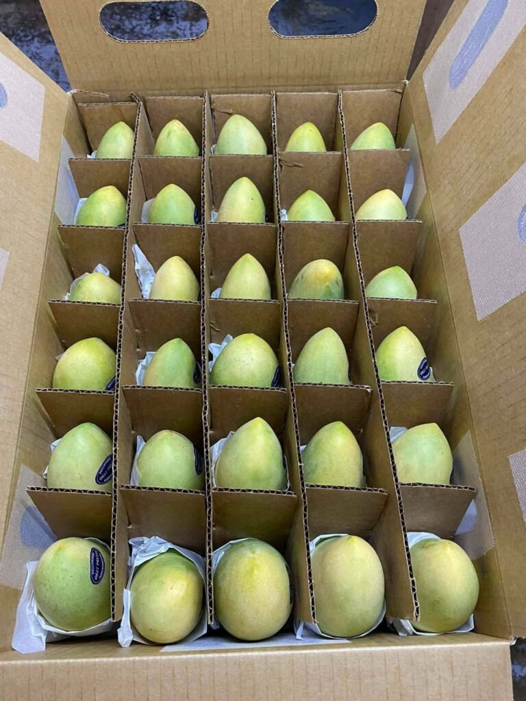 Mangoes individually separated by cardboard dividers in a shipping carton