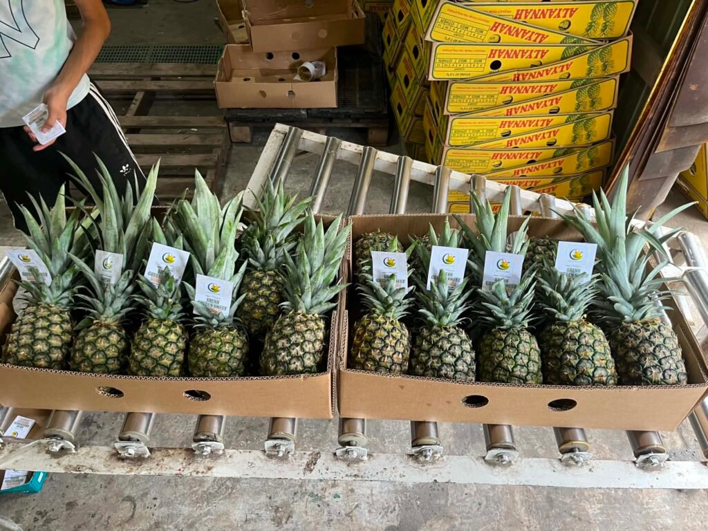 Two cartons of labelled pineapples on a roller conveyor