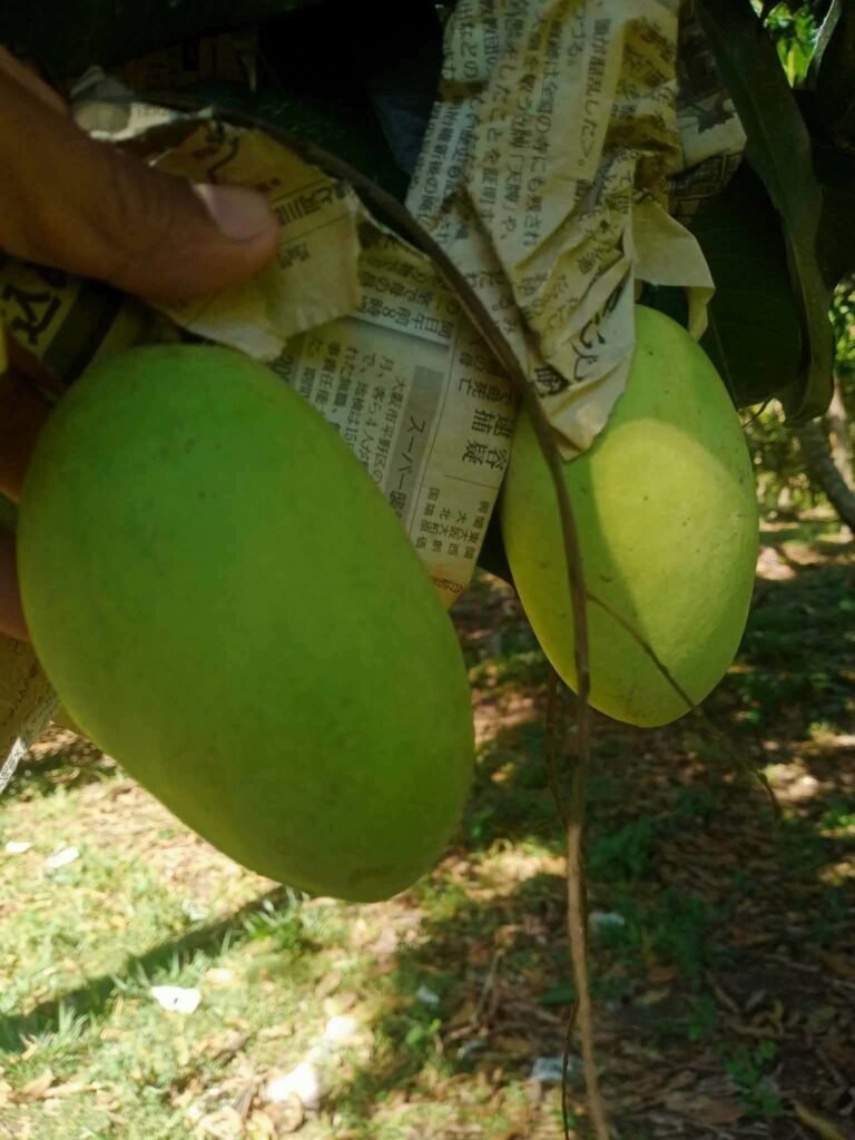 Close-up of two green mangoes hanging beneath protective paper covers