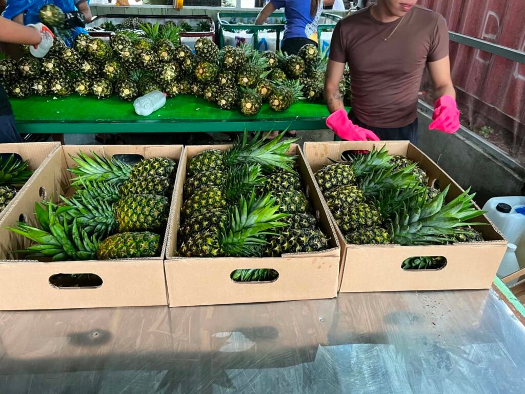 Worker wearing pink gloves beside open pineapple cartons