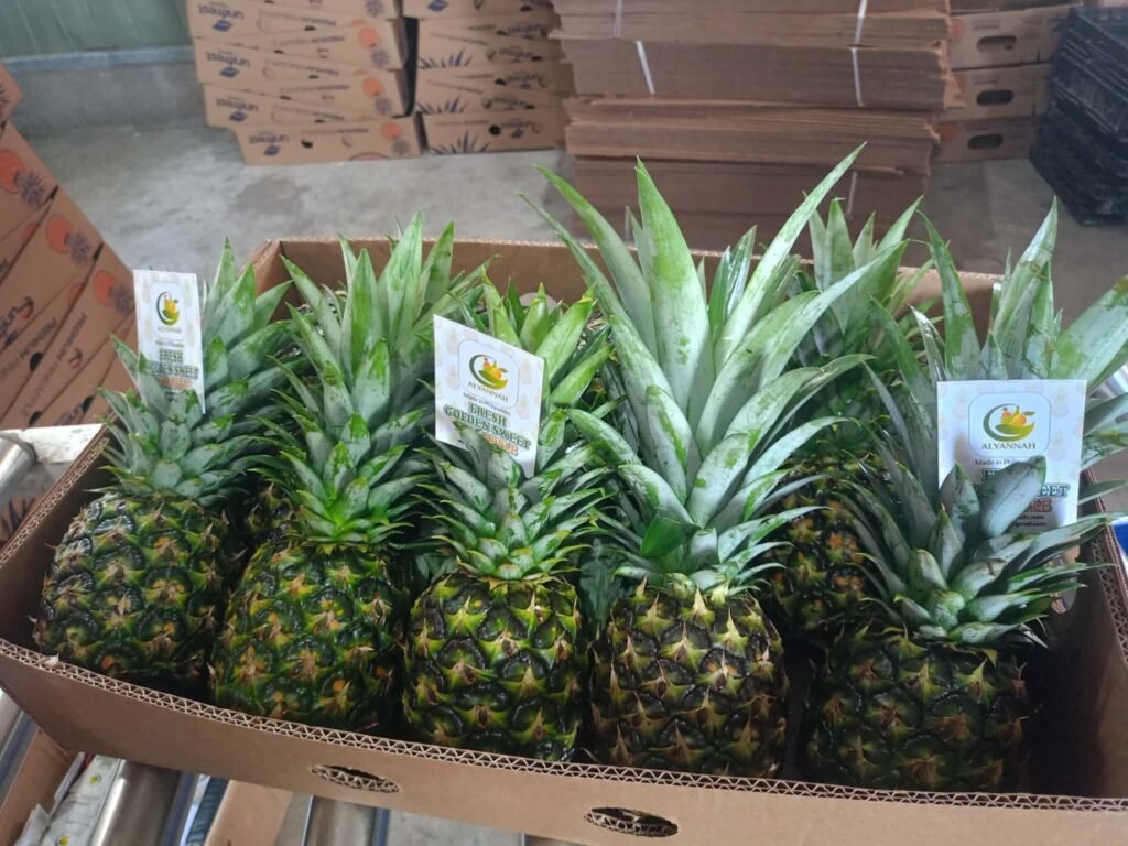 Fresh pineapples with Alyannah labels arranged across an open carton