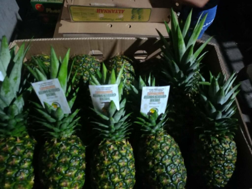Pineapples with leafy crowns and product labels during packing