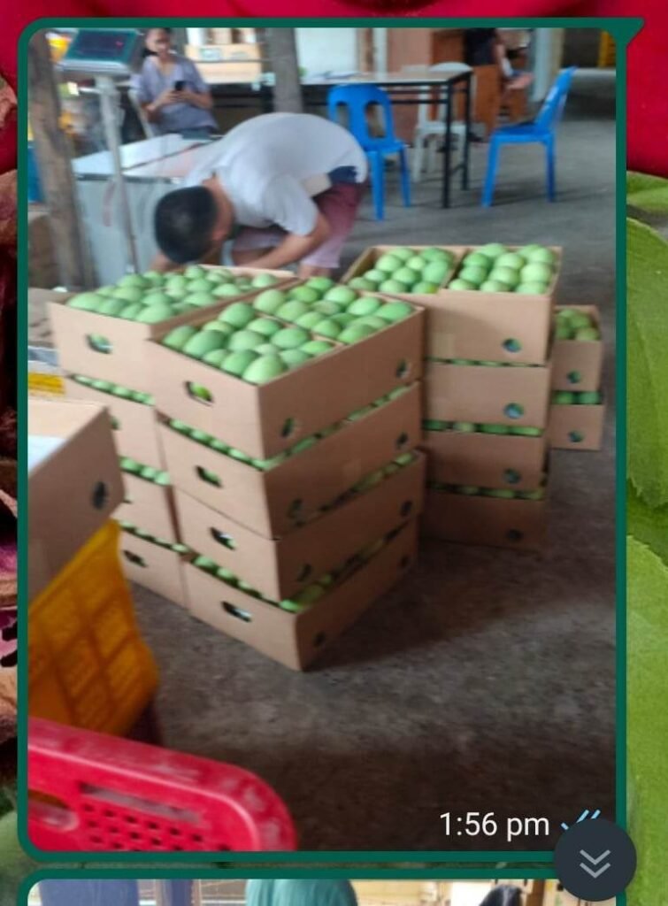 Stacked open cartons of green mangoes during packing