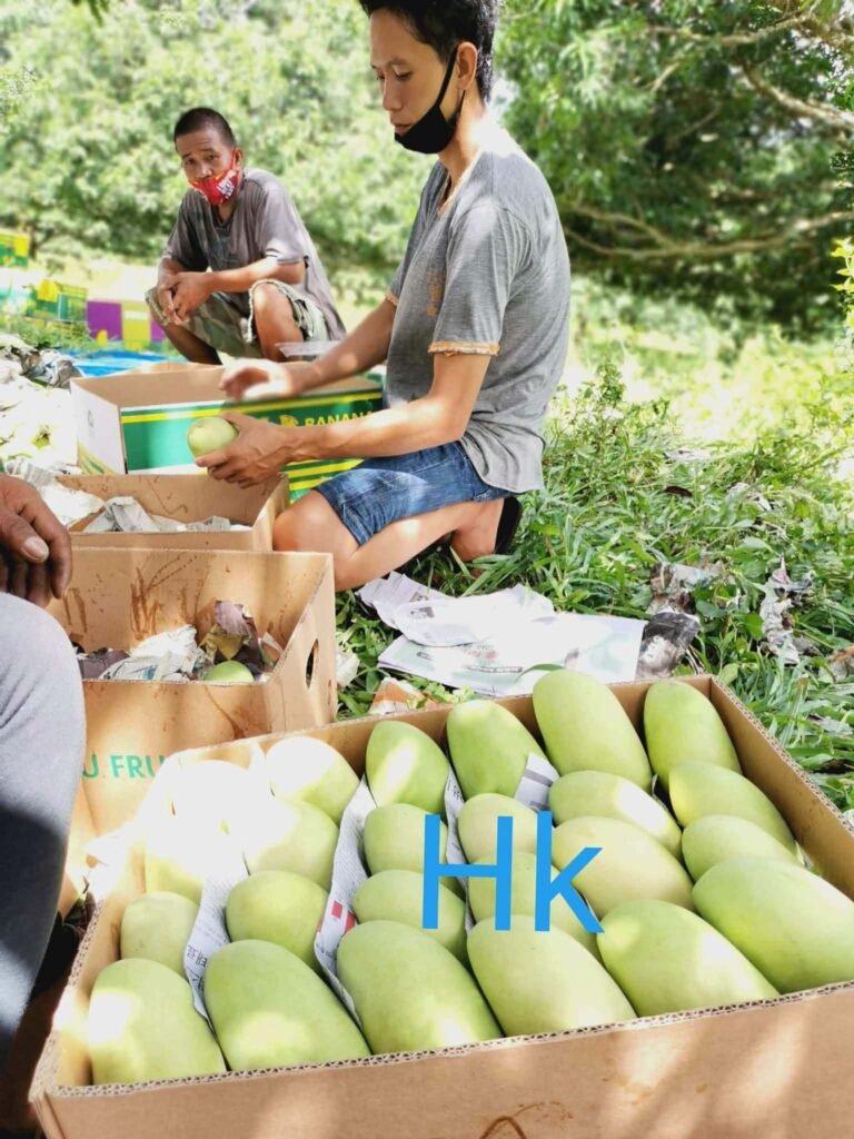 Workers sorting and packing green mangoes outdoors