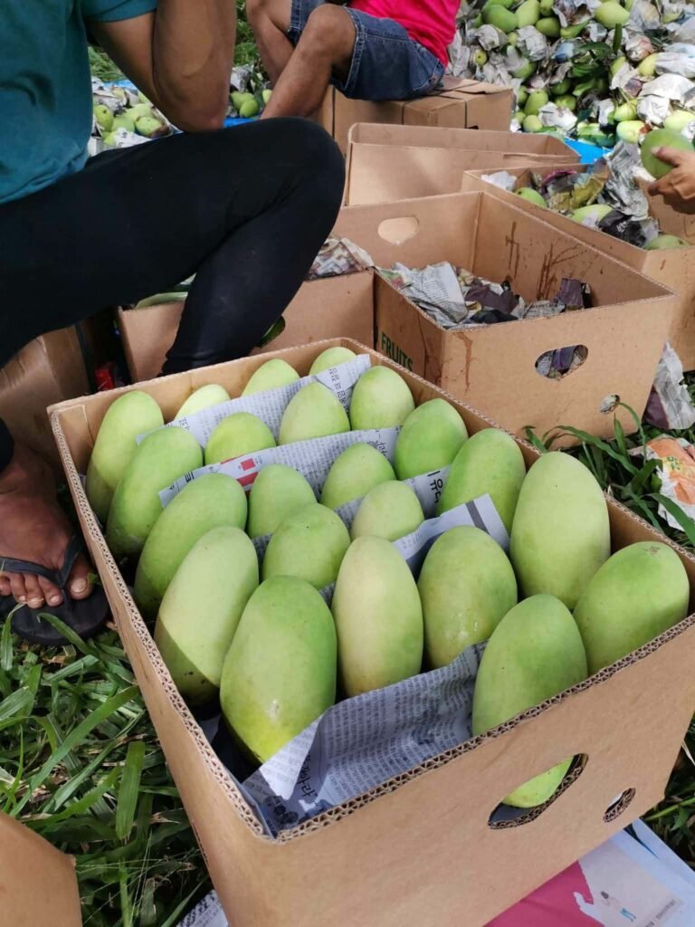 Green mangoes separated with paper in an open cardboard carton