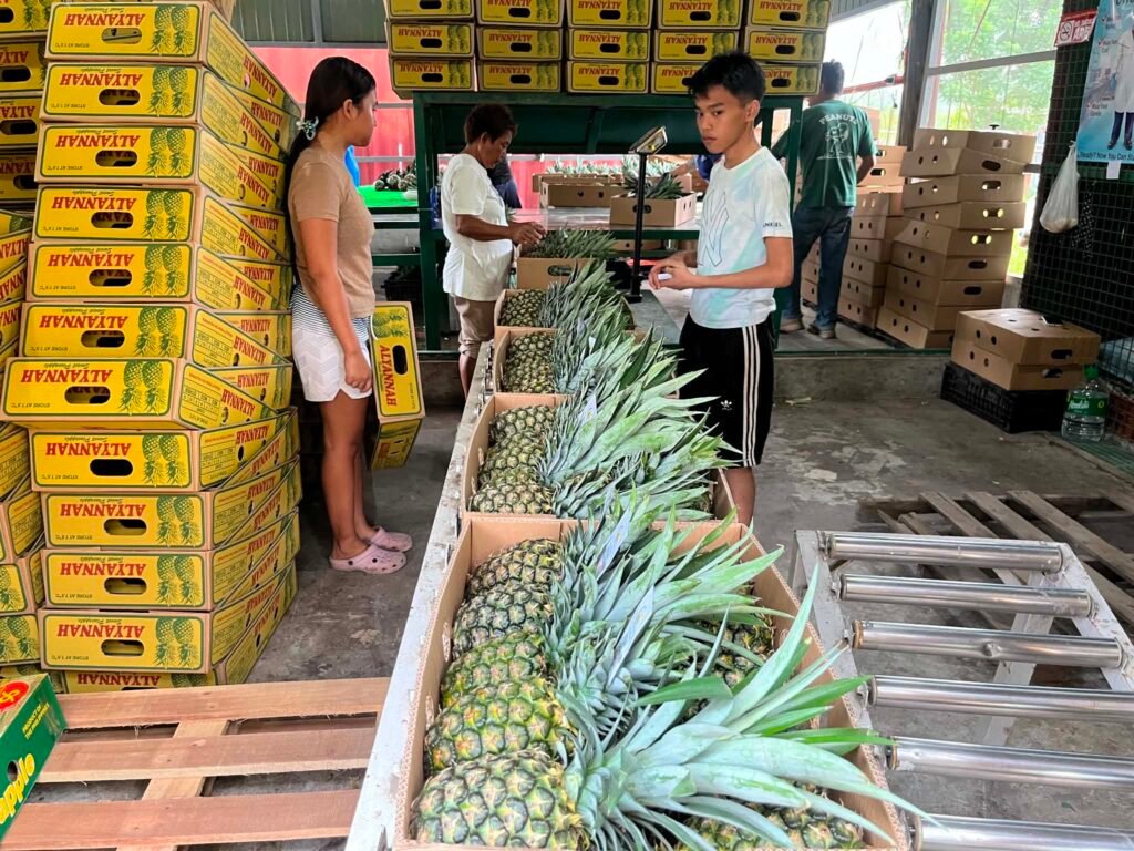 Team packing pineapple cartons beside stacks of Alyannah boxes