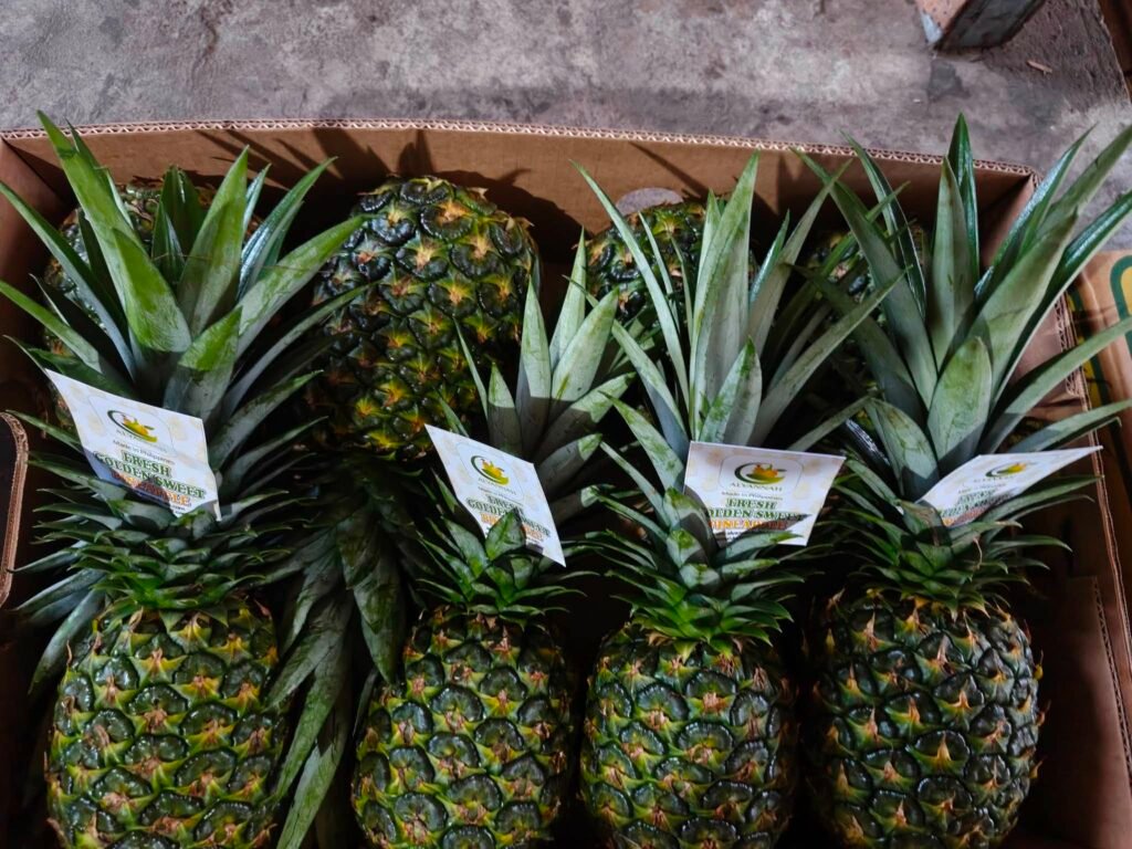 Overhead view of Alyannah-labelled pineapples in a carton