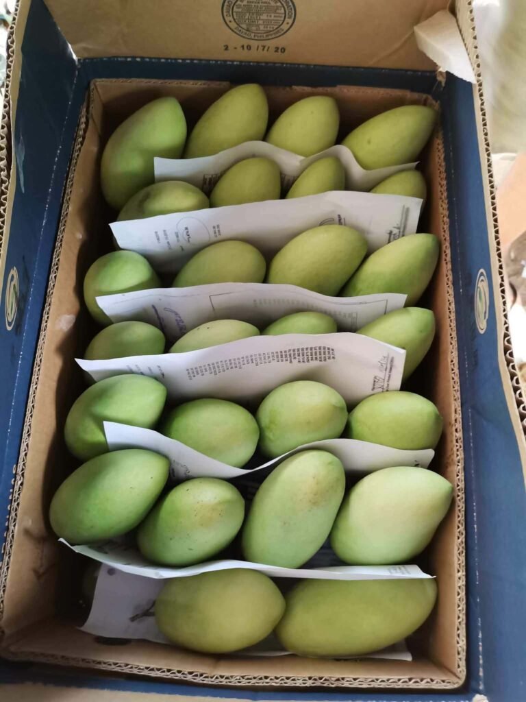 Rows of green mangoes separated by paper in a cardboard box