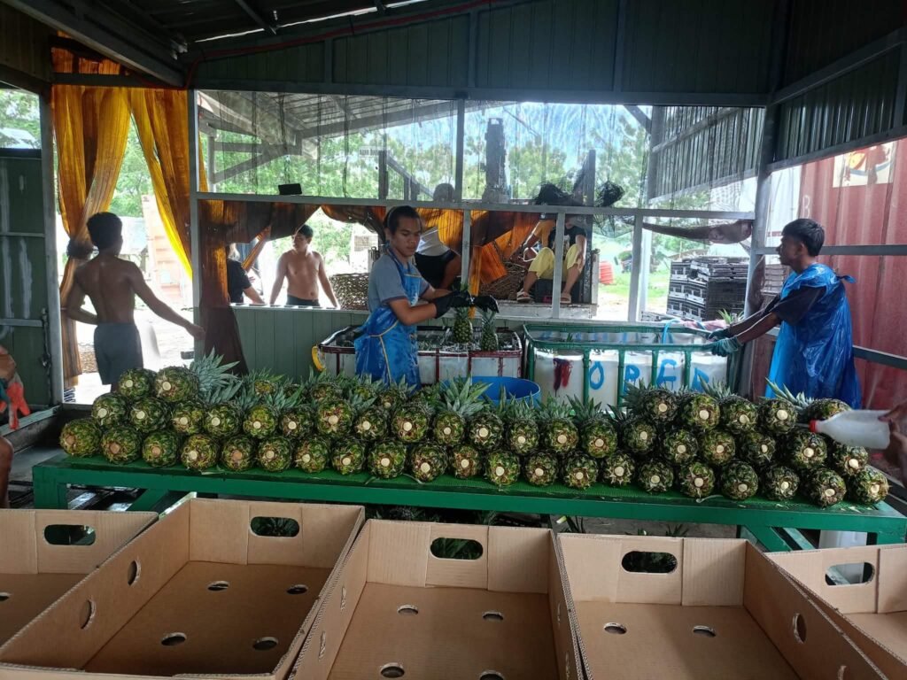 Workers handling pineapples beside washing tanks and a sorting table