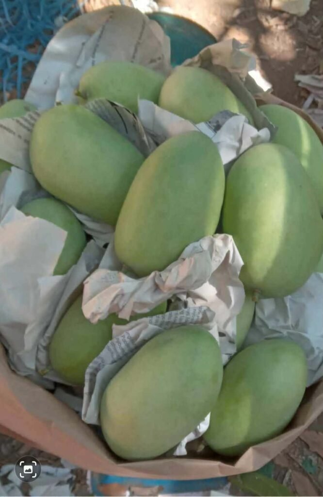 Green mangoes cushioned with packing paper in a basket