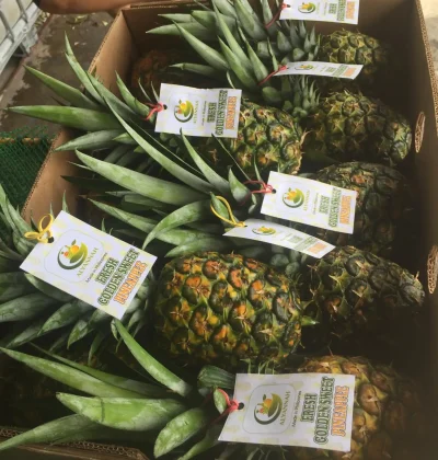 Alyannah Fruits Trading | Bulk Fruit Supplier & Distributor